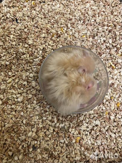 Ангорский хомяк
