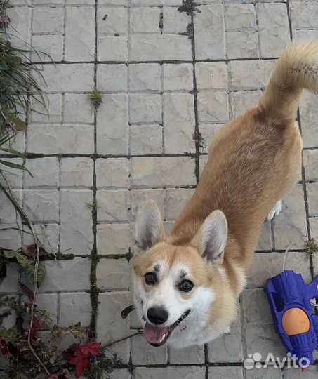 Вельш-корги пемброк девочка