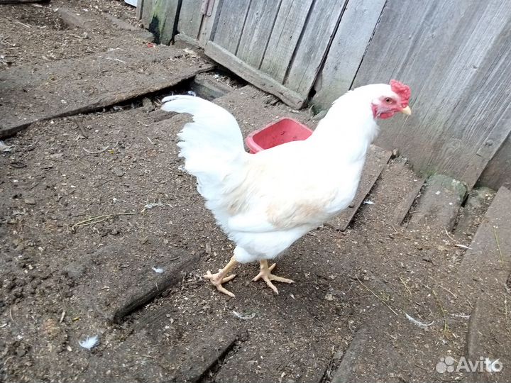 Молодые петухи