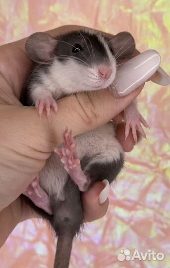 Крысята Дамбо. Крысята от Питомника. Большой выбор