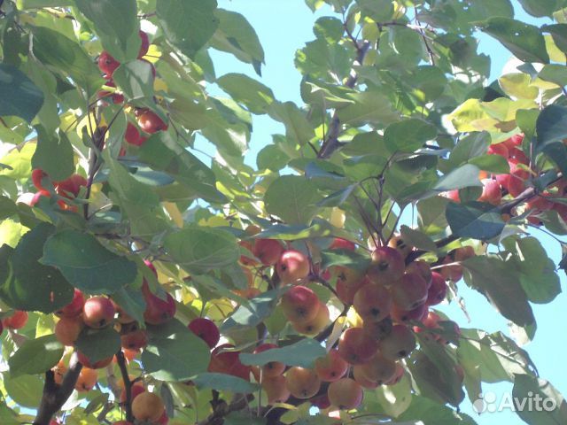 Продаю саженцы плодово-ягодных культур