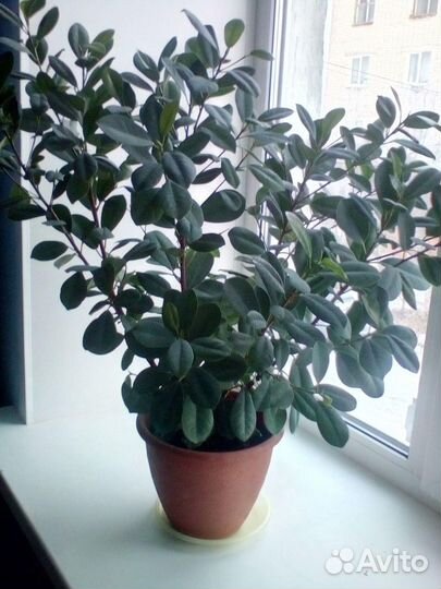 Продам цветы комнатные