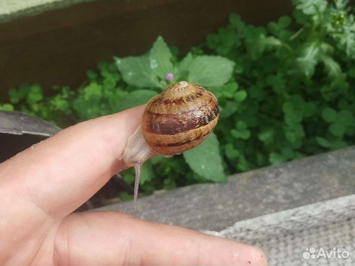 Улитка Мюллер Helix aspersa Muller