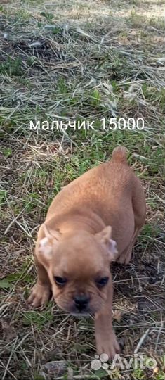 Французский бульдог