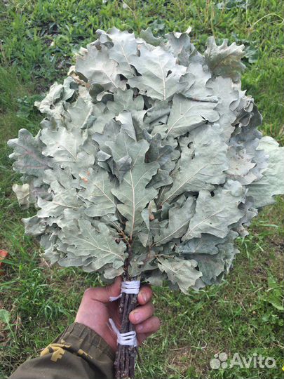 Веники дубовые