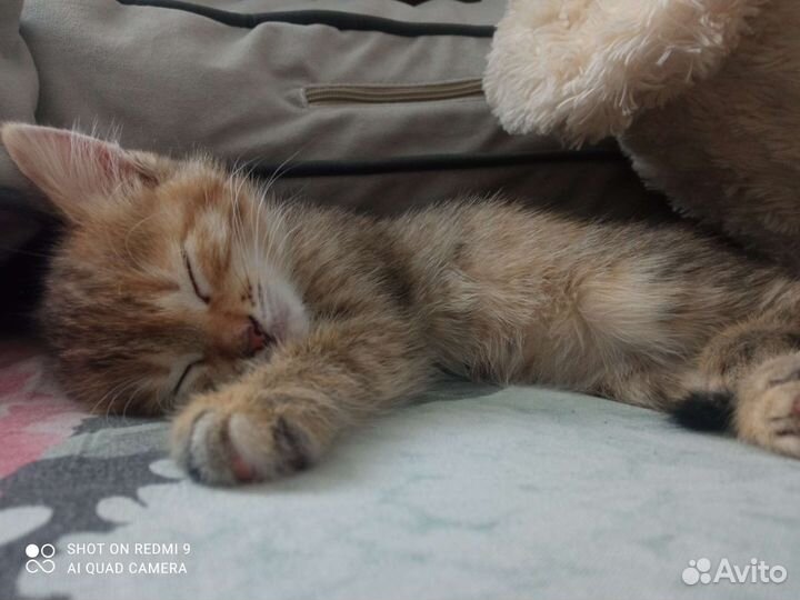 Кошки в добрые руки бесплатно