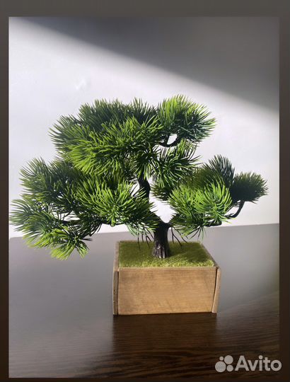 Дерево Бонсай сосна
