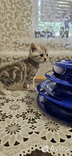 Британские котята