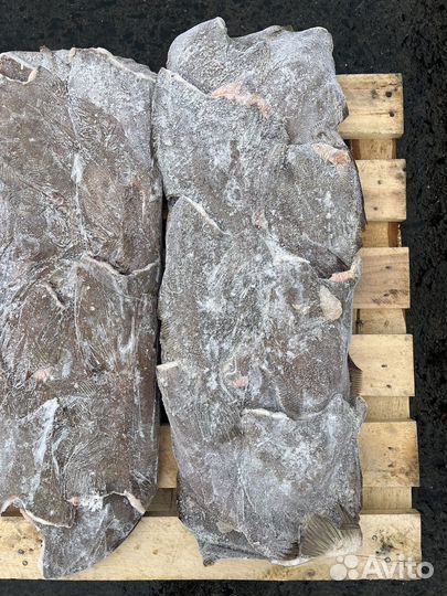 Камбала-ерш свежемороженый безразмерный