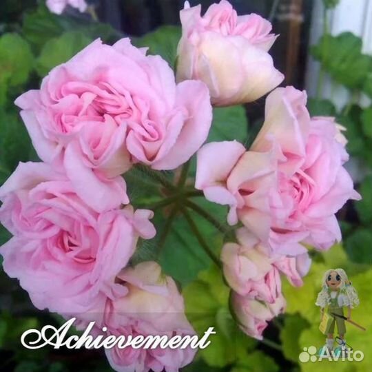 Пеларгония герань сортовая розебудная