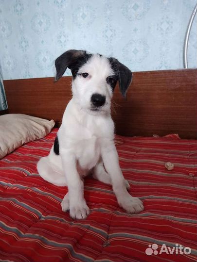 Собака в добрые руки щенки