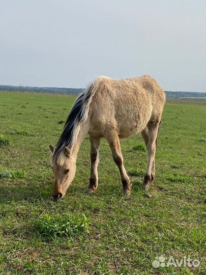 Жеребчик Башкирской породы