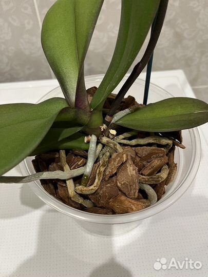 Орхидея фаленопсис