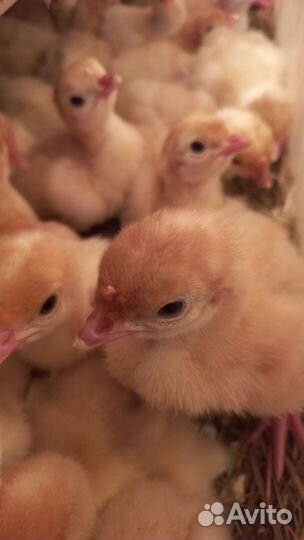 Индюшата Hybrid конвектор