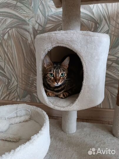 Бенгальская кошечка