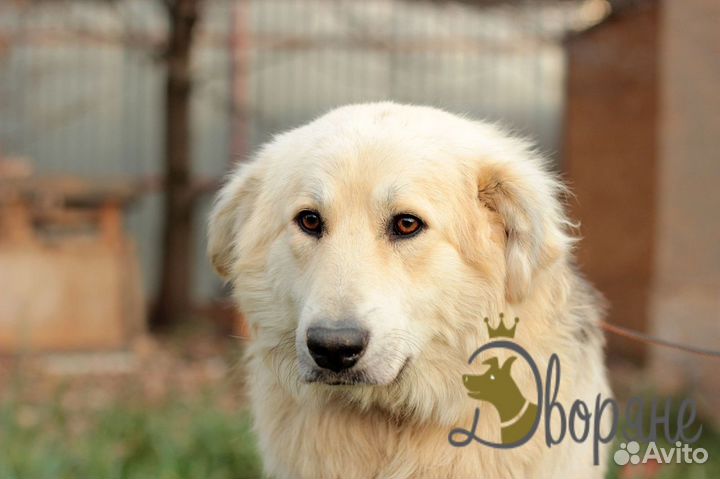 Малыш ищет дом