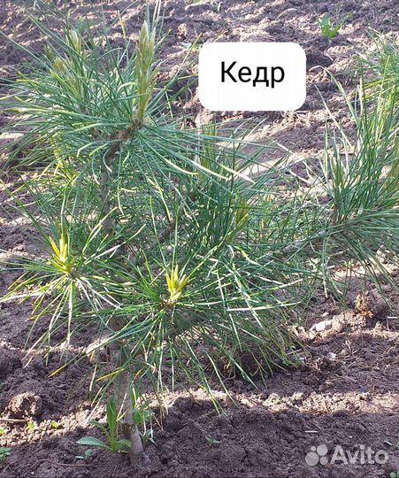 Цветы садовые