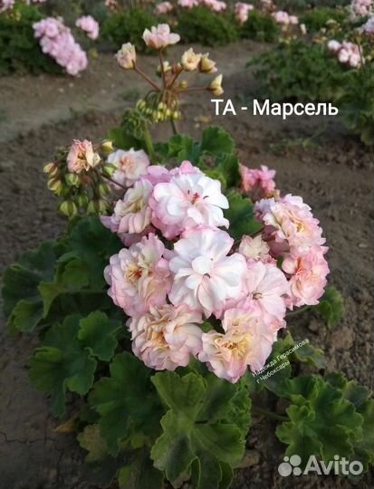 Пеларгония та - Марсель