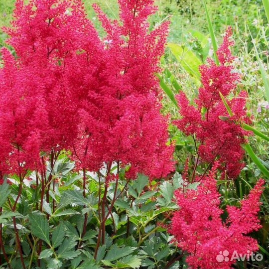 Астильба Ред Шарм