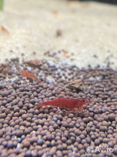 Креветки Кровавая Мэри