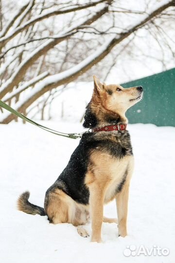 Очень контактный пес Феникс ищет дом