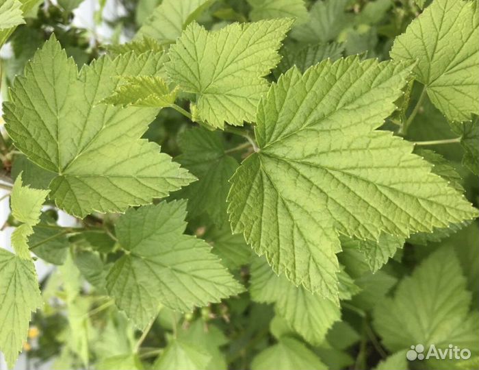 Листы смородины сушеные, ромашка, душица, мята