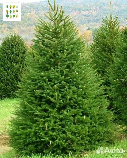 Крупномер ели оптс гарантией