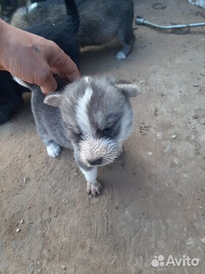 Щенки бесплатно