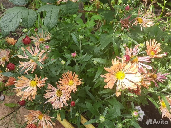 Астра новобельгийская сорта Eree, хризантема