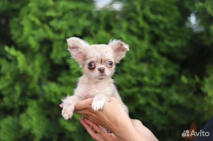 Мраморная девочка чихуахуа