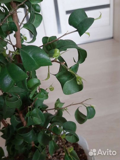 Хлорофитум