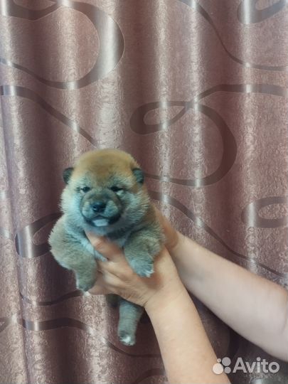 Сиба