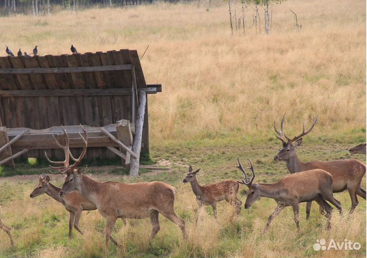 Олень, Благородный, Красный, Европейский