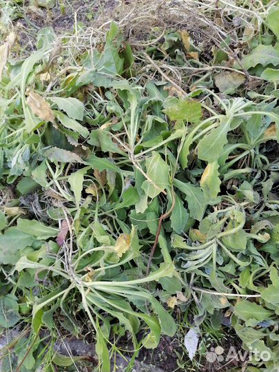 Иберис белый