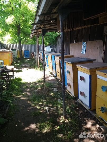 Продаю пасеку