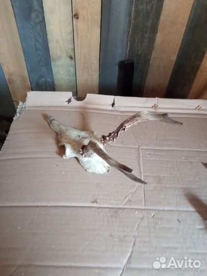 Рога косули