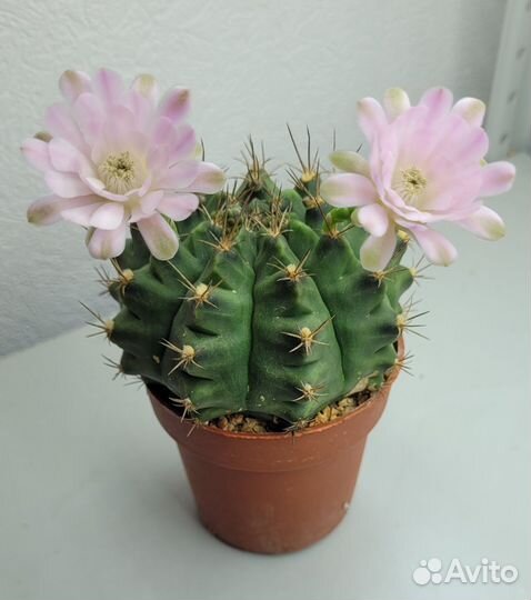 Суккуленты: хавортии, адромискус, эуфорбия