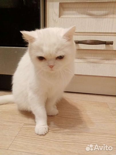 Кошки бесплатно