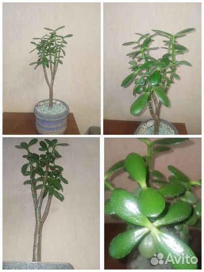 Домашние цветы 4