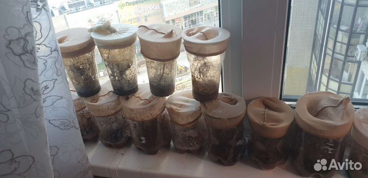 Муха дрозофила Хидея