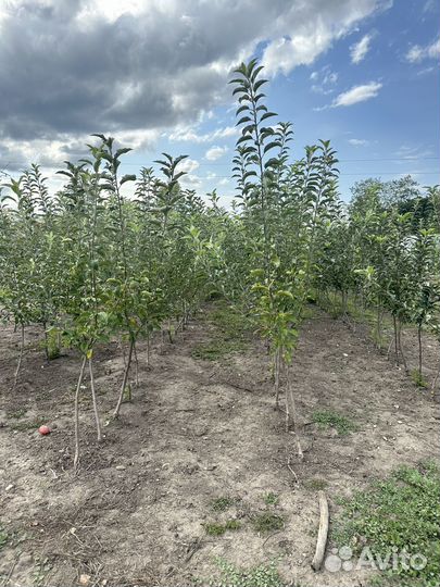 Саженцы яблони