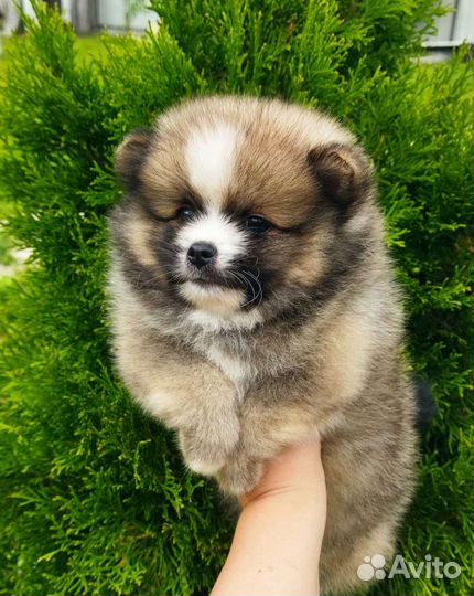 Щенки шпица