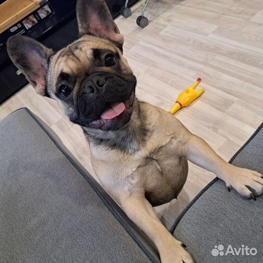 Французский бульдог