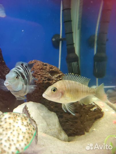 Аквариумные рыбы большие