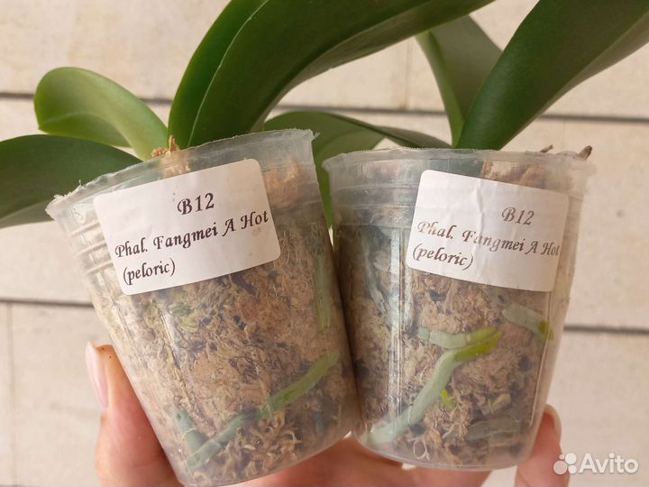 Орхидея бабочка 2.5