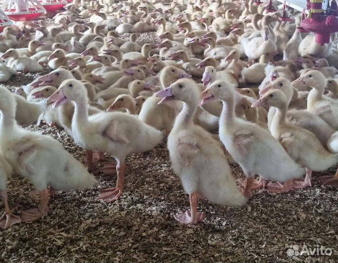 Черри велли утка 21 дней