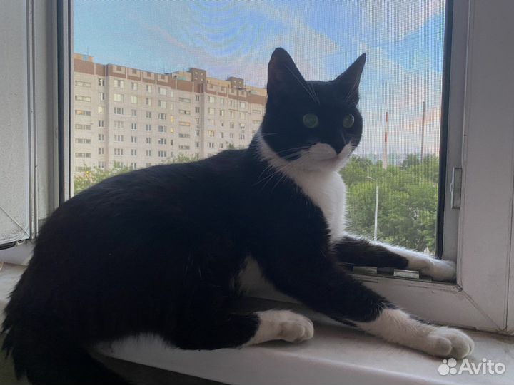 Кот найденыш
