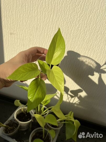 Фикус лирата, эпипремнумы