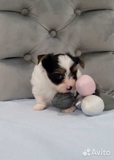 Бивер щеночки 2 мес с документами