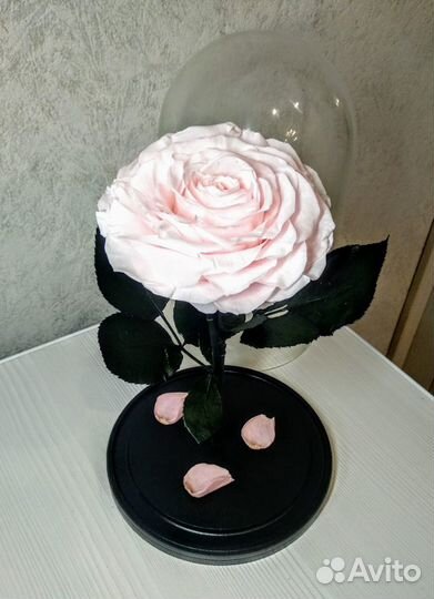 Стабилизированные розы